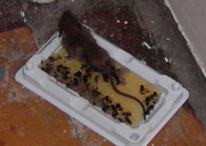 Mouse in gluetrap