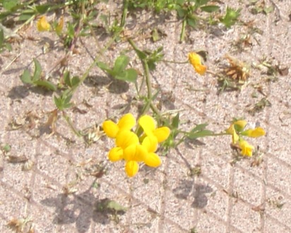 Single yellow flower