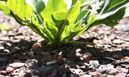 Closeup under a plant
