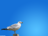 Blue Gull