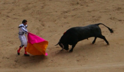 Bull Fight